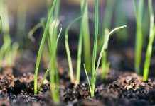 Сеем лук-порей на рассаду: пошаговая инструкция для садоводов Сеем лук-порей на рассаду: пошаговая инструкция для садоводов