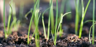 Сеем лук-порей на рассаду: пошаговая инструкция для садоводов - АО «ГАРДЕН» Сеем лук-порей на рассаду: пошаговая инструкция для садоводов
