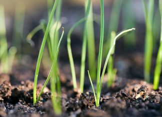 Сеем лук-порей на рассаду: пошаговая инструкция для садоводов