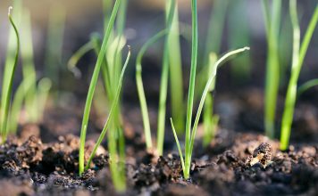 Сеем лук-порей на рассаду: пошаговая инструкция для садоводов Сеем лук-порей на рассаду: пошаговая инструкция для садоводов