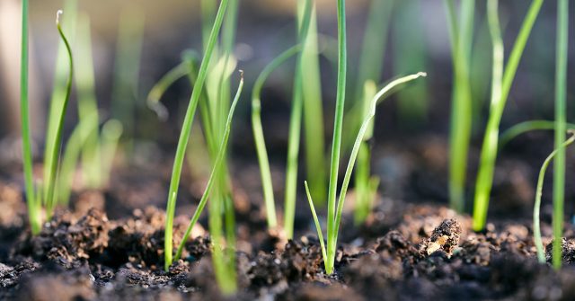 Сеем лук-порей на рассаду: пошаговая инструкция для садоводов