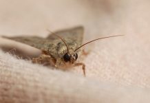 Какими средствами избавиться от моли?