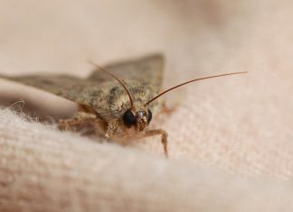 Какими средствами избавиться от моли?