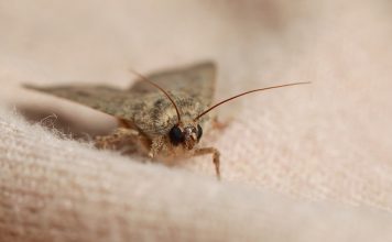 Какими средствами избавиться от моли?