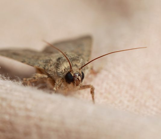 Какими средствами избавиться от моли? - Животные Какими средствами избавиться от моли?