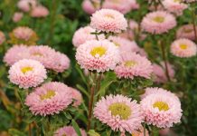 10 лучших сортосерий астр — с защитой от увядания и рыхлых бутонов