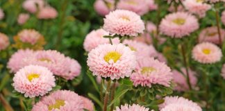 10 лучших сортосерий астр — с защитой от увядания и рыхлых бутонов
