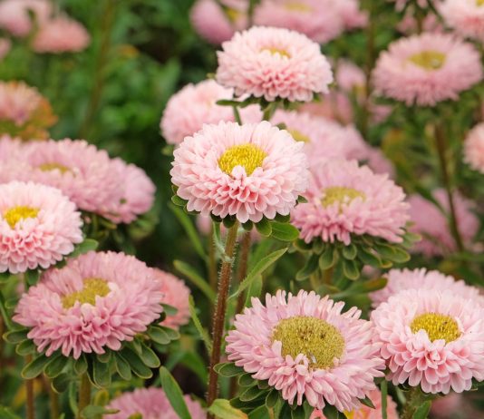 10 лучших сортосерий астр — с защитой от увядания и рыхлых бутонов