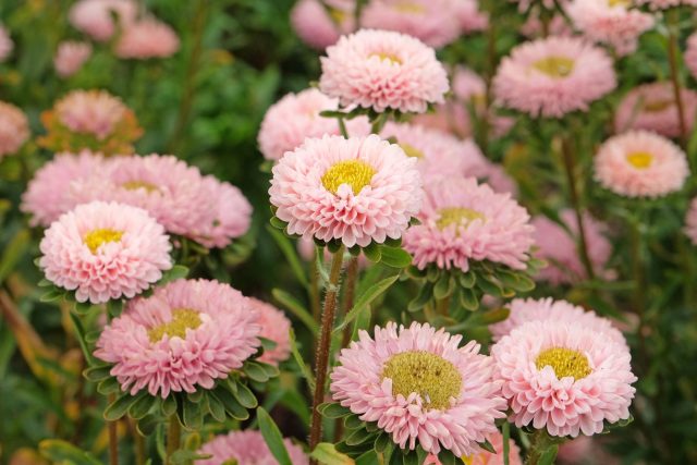 10 лучших сортосерий астр — с защитой от увядания и рыхлых бутонов