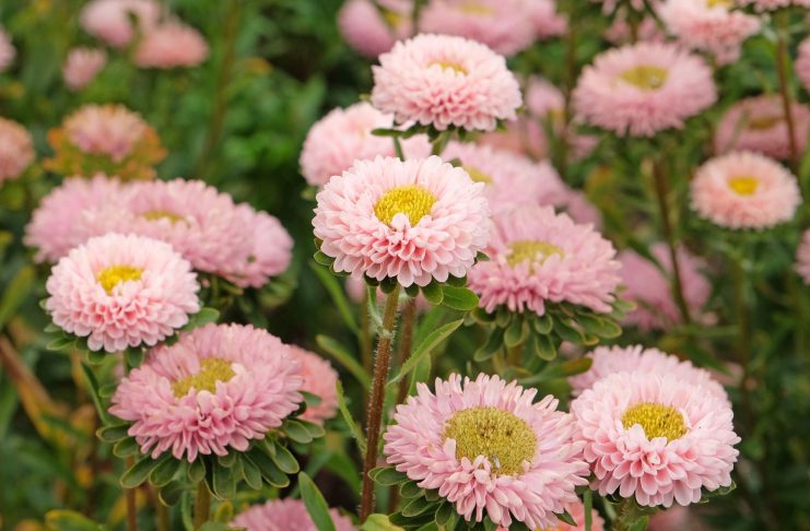 10 лучших сортосерий астр — с защитой от увядания и рыхлых бутонов