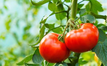 10 лучших сортов томатов для теплицы, которые я всем советую