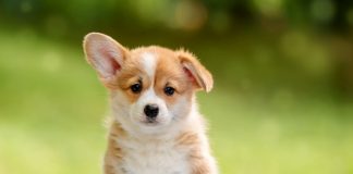 10 популярных пород собак, которые болеют чаще остальных - Лучшее 10 популярных пород собак, которые болеют чаще остальных