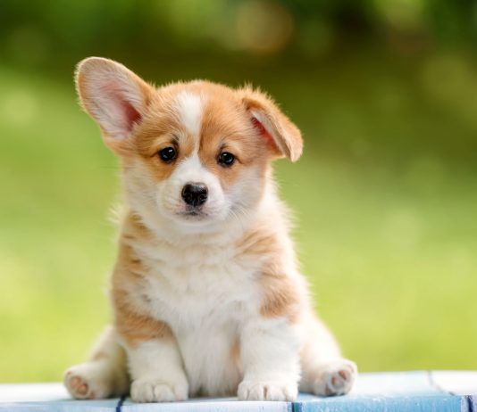 10 популярных пород собак, которые болеют чаще остальных - Животные 10 популярных пород собак, которые болеют чаще остальных