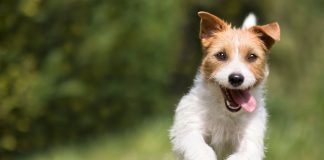 10 пород собак для энергичных людей — с ними вы не заскучаете