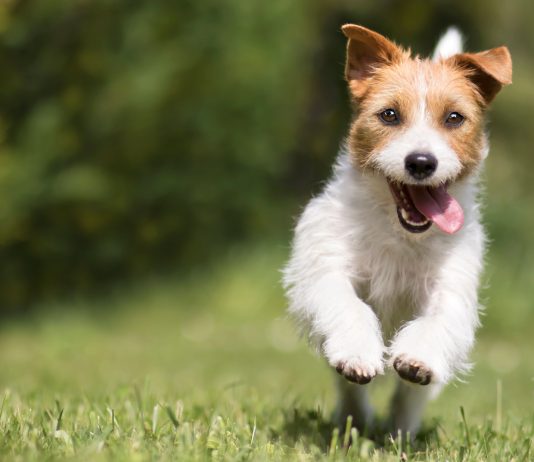 10 пород собак для энергичных людей — с ними вы не заскучаете