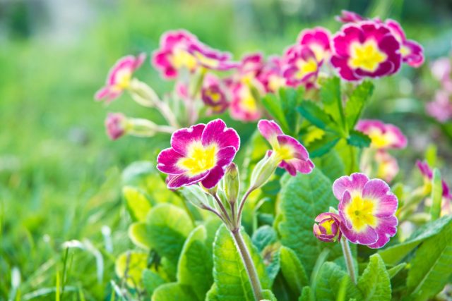 Примула садовая зацветает ранней весной, когда под деревом ещё достаточно света. Компактные розетки не заглушают соседей, а после цветения аккуратно сохраняют зелёный фон.