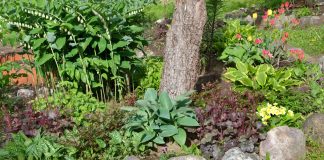 12 лучших многолетников для приствольного круга 12 лучших многолетников для приствольного круга