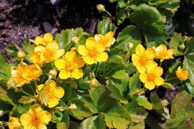 Вальдштейния тройчатая формирует низкий зелёный ковёр и весной радует ярко-жёлтым цветением. Разрастается умеренно, не захватывает лишние площади и не мешает уходу за плодовым деревом.