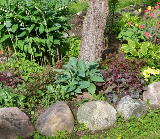 12 лучших многолетников для приствольного круга - Лучшее 12 лучших многолетников для приствольного круга