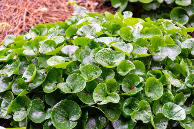 Копытень европейский создаёт плотный покров из глянцевых листьев, который выглядит аккуратно даже зимой. Медленный рост и поверхностные корни делают его безопасным соседом для старых деревьев.