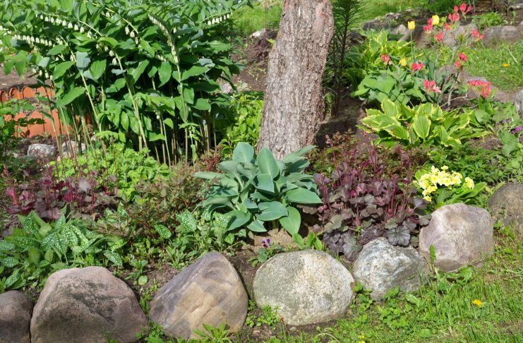 12 лучших многолетников для приствольного круга