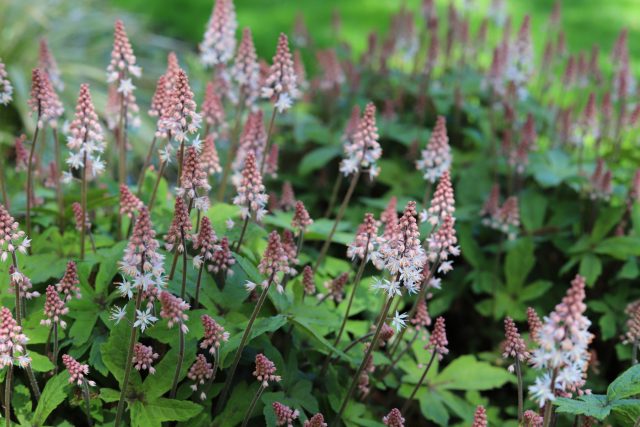 Тиарелла сердцелистная образует нежные куртины с резными листьями и воздушными соцветиями. Она любит тень и мульчированную почву, сохраняя аккуратный вид без агрессивного разрастания.