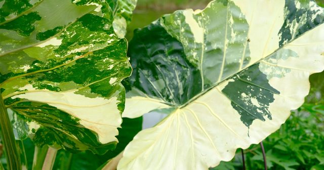 Алоказия — декоративное растение из семейства ароидных с крупными кожистыми листьями на длинных черешках. В комнатах обычно вырастает до 70–100 см, имеет 3–10 выразительных листьев и ценится прежде всего за эффектную форму и контрастные прожилки. Алоказия — декоративное растение из семейства ароидных с крупными кожистыми листьями на длинных черешках. В комнатах обычно вырастает до 70–100 см, имеет 3–10 выразительных листьев и ценится прежде всего за эффектную форму и контрастные прожилки.