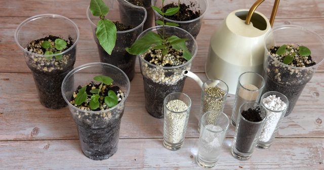 Цеолит ценят в садоводстве и для комнатных растений: его добавляют в грунт при пересадке, чтобы улучшить структуру почвы и питание, и при этом он часто превосходит другие минеральные добавки, даже для рассады.