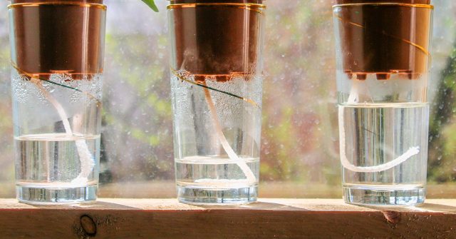 Фитильный полив — спасение для фиалок! Метод обеспечивает стабильную влажность, защищает корни от грибка и ускоряет цветение. Идеально для больших коллекций и тех, кто часто уезжает из дома. Фитильный полив — спасение для фиалок! Метод обеспечивает стабильную влажность, защищает корни от грибка и ускоряет цветение. Идеально для больших коллекций и тех, кто часто уезжает из дома.