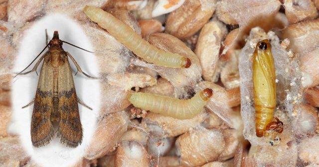 Домашняя моль бывает разной: настоящие моли (Tineidae) портят шерсть, мех и шёлк, а огнёвки (Pyralidae) повреждают крупы, сухофрукты и другие продукты. Внешне они похожи, различаются по месту обитания и поведению. Домашняя моль бывает разной: настоящие моли (Tineidae) портят шерсть, мех и шёлк, а огнёвки (Pyralidae) повреждают крупы, сухофрукты и другие продукты. Внешне они похожи, различаются по месту обитания и поведению.