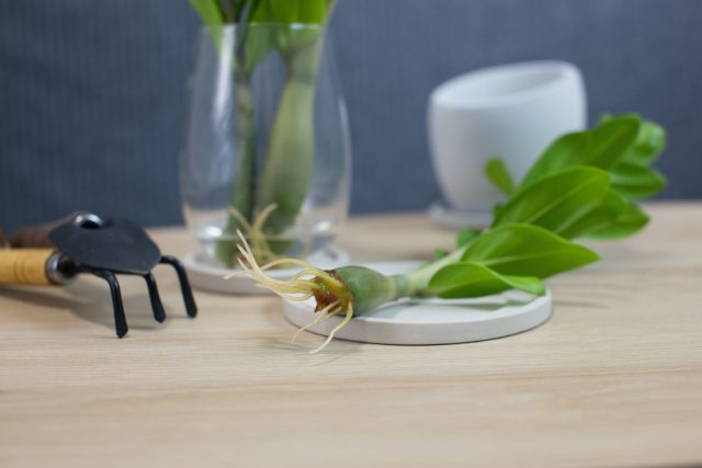 Замиокулькас можно вырастить из отдельного листа. Его заглубляют в лёгкий грунт и поддерживают умеренную влажность. Сначала формируется клубень, затем появляется побег. Процесс длительный.