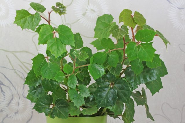 Циссус укореняют черенками с несколькими узлами. В воде корни появляются через 1–3 недели. После посадки быстро разрастается и подходит для вертикального озеленения.