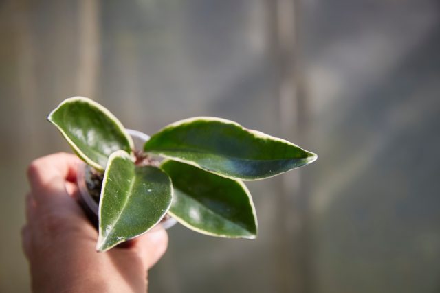Хойю размножают черенками с двумя узлами. Укореняют в воде или влажном сфагнуме. Корнеобразование занимает несколько недель, после чего растение развивается медленно, но стабильно.