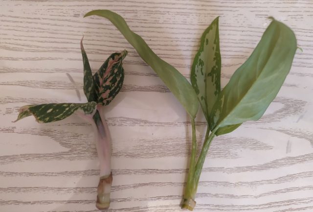 Аглаонему размножают делением куста при пересадке или стеблевыми черенками. Укореняют в рыхлом субстрате при стабильной влажности и тепле.