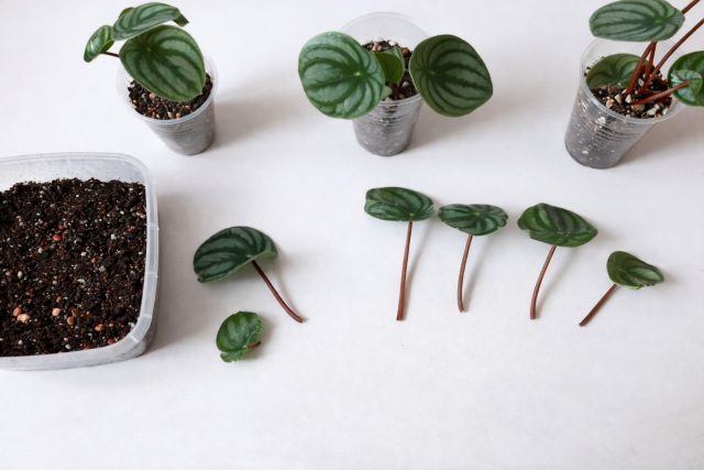 Пеперомию размножают черенками, а некоторые виды — листом с черешком (например, пеперомия туполистная, пеперомия магнолиелистная, пеперомия клузиелистная). Укореняют в воде или лёгком субстрате при тепле и умеренной влажности.