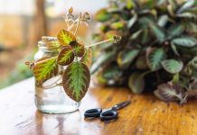 20 комнатных растений, которые проще отщипнуть, чем купить