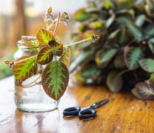 20 комнатных растений, которые проще отщипнуть, чем купить