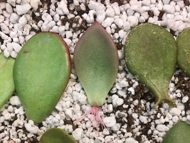 Толстянку размножают листом или черенком. Срез подсушивают сутки и высаживают в лёгкий грунт. Корнеобразование занимает несколько недель. Важно избегать переувлажнения почвы.