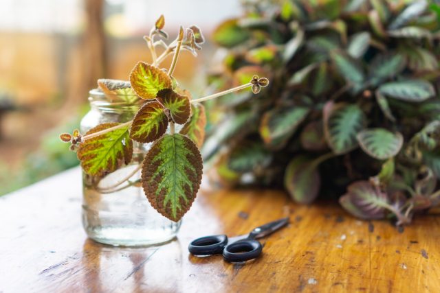 20 комнатных растений, которые проще отщипнуть, чем купить