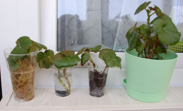 Бегонию можно размножать стеблевыми черенками или фрагментами листа. Черенки в воде дают корни за 2–4 недели. При высокой влажности укореняются и листовые части.