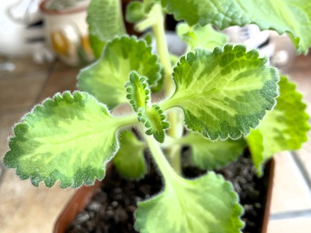 Плектрантус размножают верхушечными черенками. В воде корни формируются в течение недели. После высадки растение активно кустится и легко переносит обрезку.