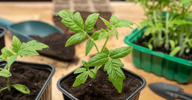 Микропоры цеолита удерживают воду в гранулах, позволяя рассаде получать влагу даже в сухом грунте, сочетаясь с рыхлыми компонентами и защищая от корневых болезней.