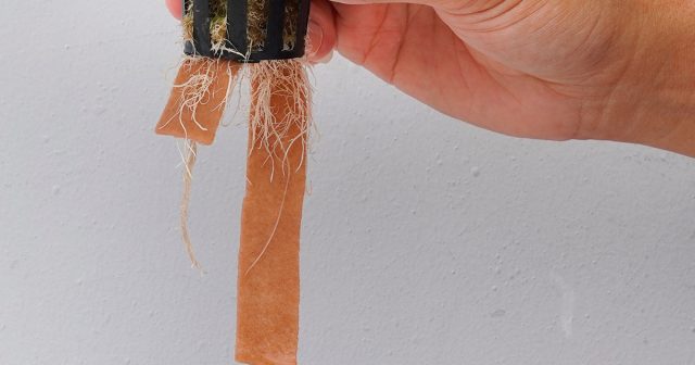 Капрон, нейлон или полипропилен не гниют и служат годами. Главное — заранее проверьте шнур: он должен быстро впитывать и легко проводить воду. Вашим фиалкам точно понравится Капрон, нейлон или полипропилен не гниют и служат годами. Главное — заранее проверьте шнур: он должен быстро впитывать и легко проводить воду. Вашим фиалкам точно понравится