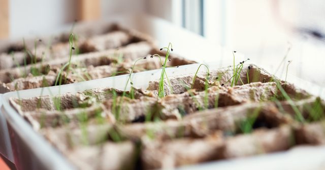 После появления всходов луку-порею обеспечивают умеренную прохладу, 12–14 часов света, умеренный полив и регулярную обрезку листьев. За 1–2 недели до высадки рассаду постепенно закаливают, приучая к свежему воздуху.