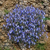 Колокольчик армянский (Campanula armena) Колокольчик армянский (Campanula armena)