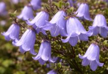 5 редких колокольчиков для естественных уголков в саду