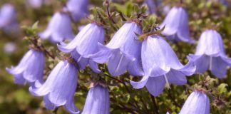 5 редких колокольчиков для естественных уголков в саду 5 редких колокольчиков для естественных уголков в саду