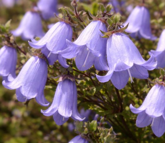 5 редких колокольчиков для естественных уголков в саду - Цветник и ландшафт 5 редких колокольчиков для естественных уголков в саду