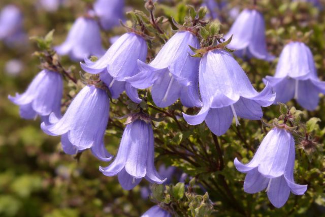 5 редких колокольчиков для естественных уголков в саду 5 редких колокольчиков для естественных уголков в саду