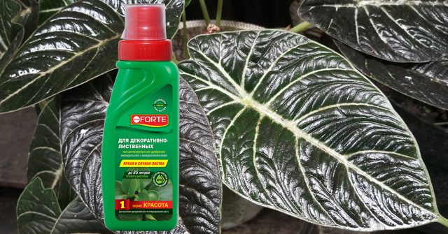 Удобрение для декоративно-лиственных растений Bona Forte серии Красота Удобрение для декоративно-лиственных растений Bona Forte серии Красота
